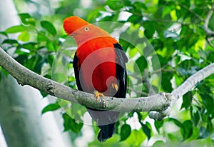 Andean Cock-of-the-rockÃ¯Â¼ÅtunkiÃ¯Â¼ÅRupicola peruvianus photo